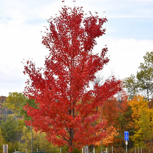 MAPLE AUTUMN FANTASY