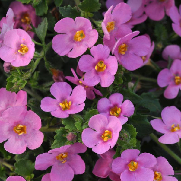 Bacopa - Pink