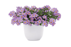 Bacopa - Blue