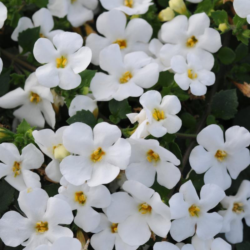 Bacopa - White