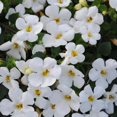 Bacopa - White