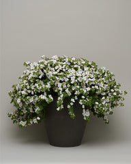 Bacopa - White