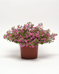 Bacopa - Pink