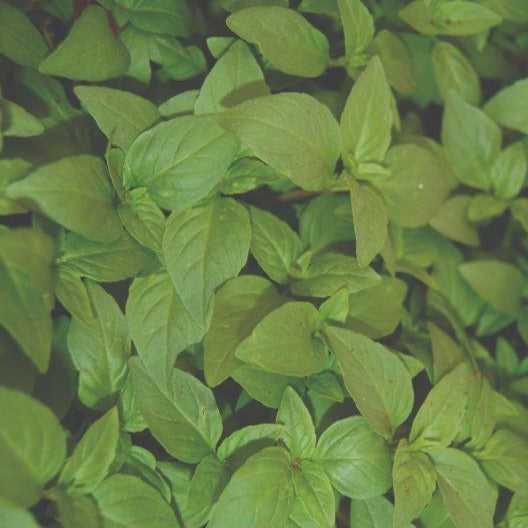 Basil - Thai