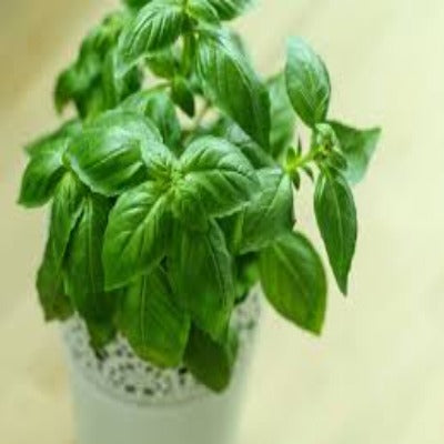 Basil - Sweet