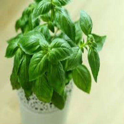 Basil - Sweet