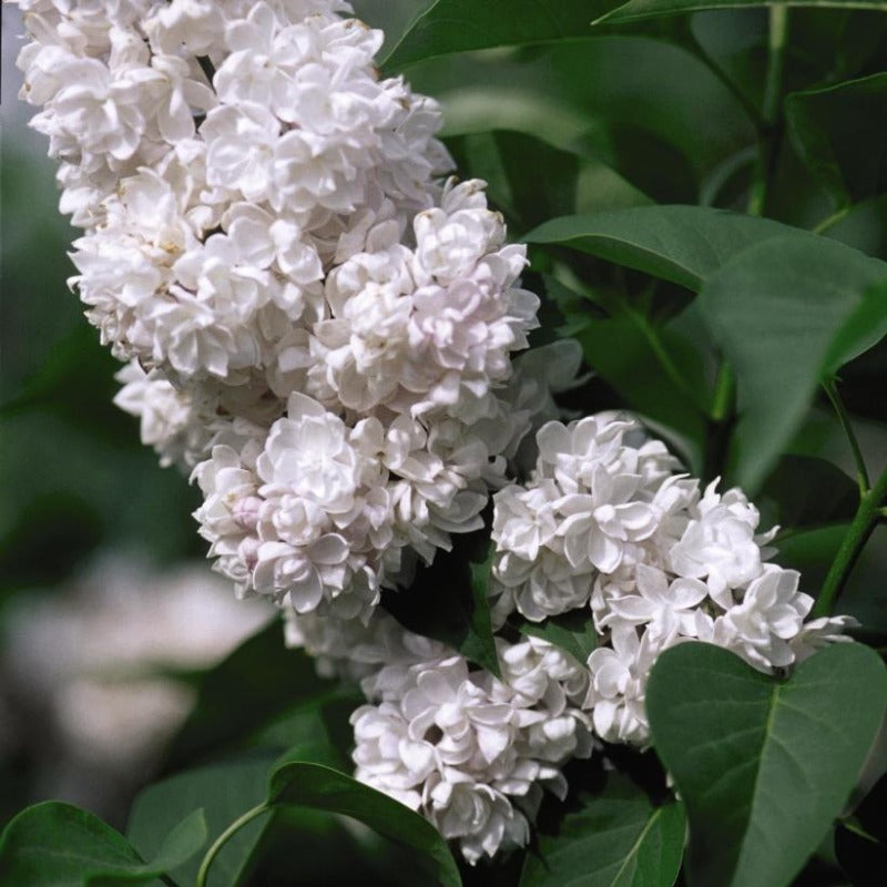 LILAC BEAUTY OF MOSCOW