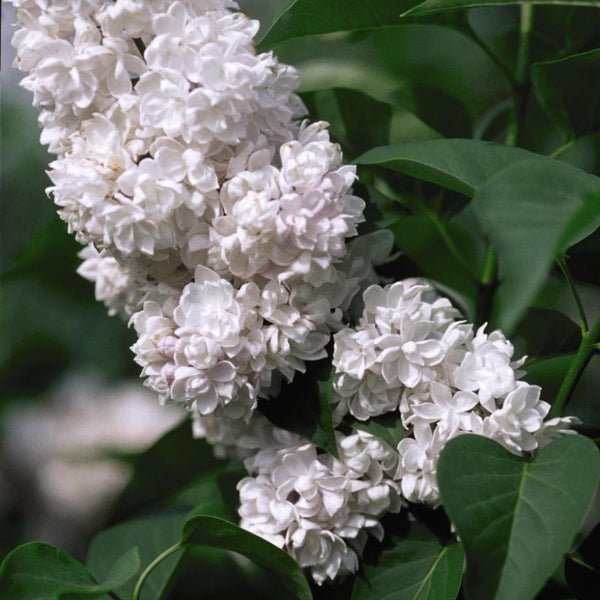 LILAC BEAUTY OF MOSCOW