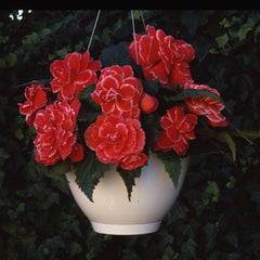 Begonia Tuberosa - Red