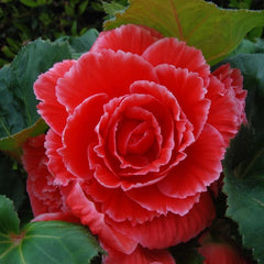 Begonia Tuberosa - Red