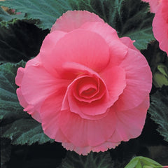 Begonia Tuberosa - Pink