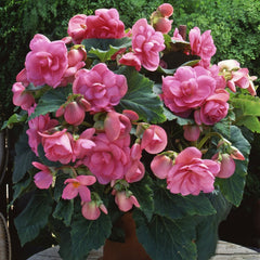Begonia Tuberosa - Pink