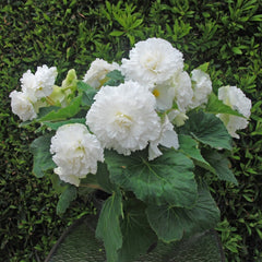 Begonia Tuberosa - White