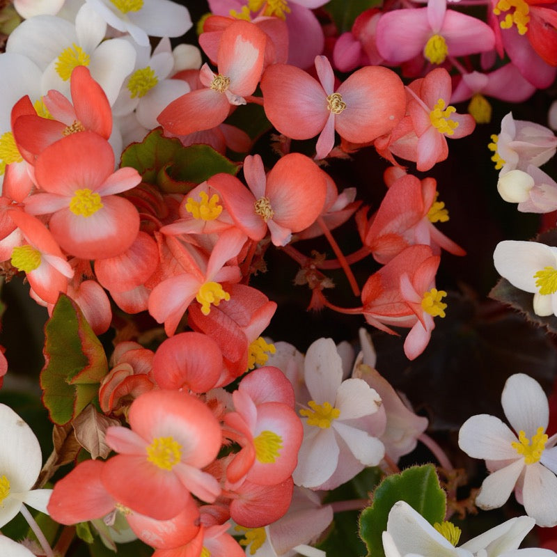 Begonia - Mixed