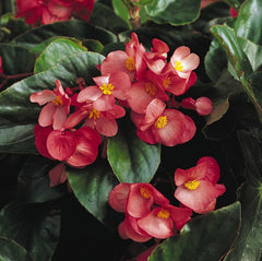 Begonia - Pink