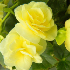 Begonia Reiger - Yellow