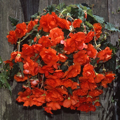 Begonia Tuberosa - Orange