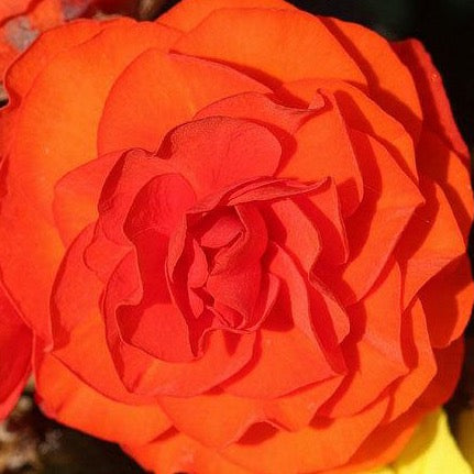 Begonia Tuberosa - Orange