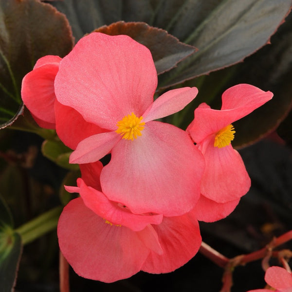Begonia - Pink