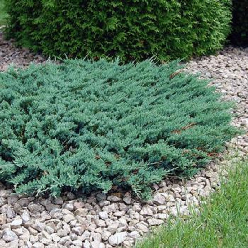 JUNIPER BLUE CHIP