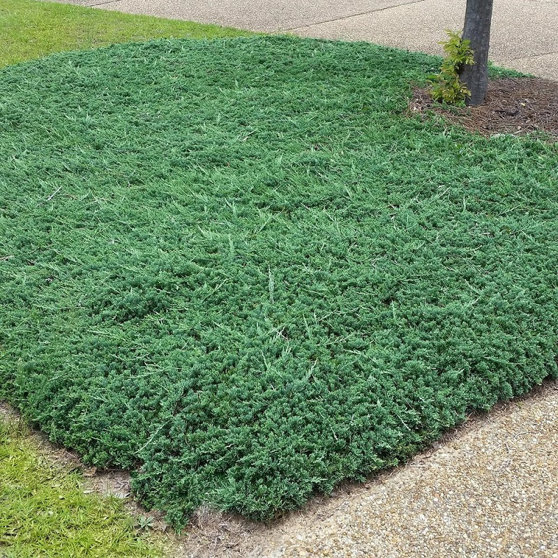 JUNIPER BLUE RUG