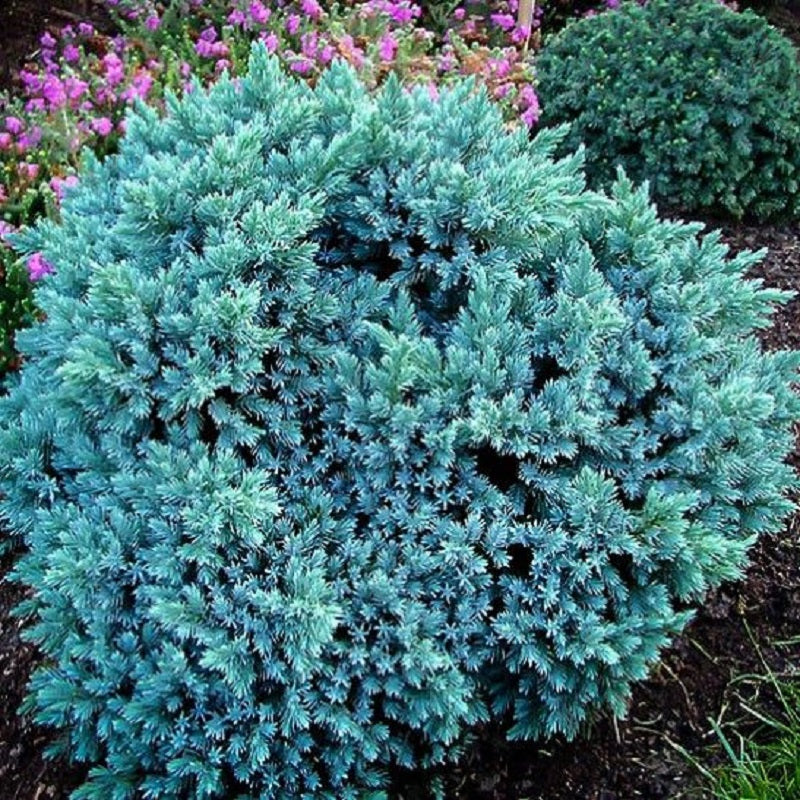 JUNIPER BLUE STAR