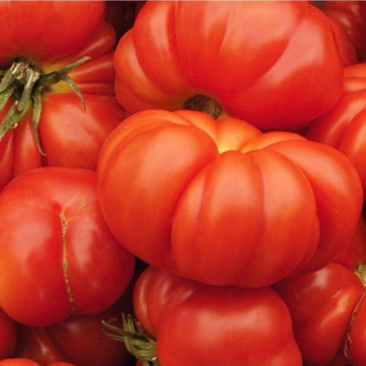 Tomato - Brandywine