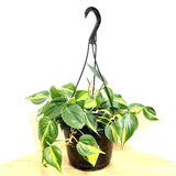 brazil carnival sport philodendron PHILODENDRON BRAZIL – Knippel Garden Centre