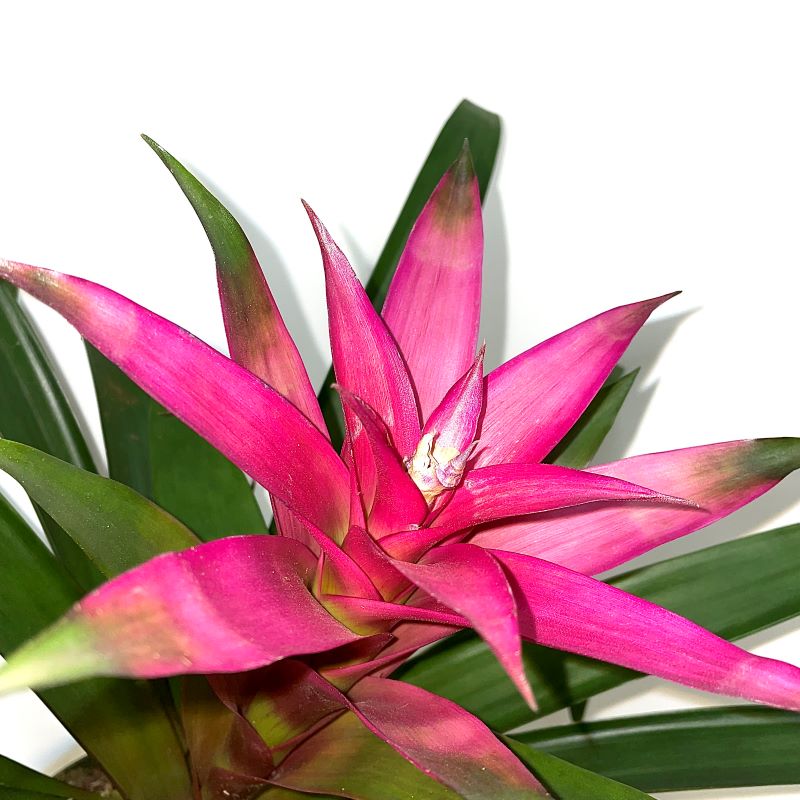 BROMELIAD GUZMANIA Knippel Garden Centre bromeliad-guzmania-knippel-garden-centre