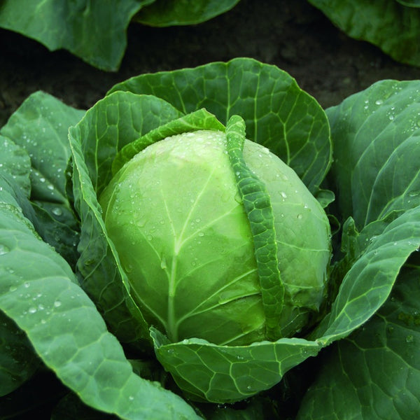 Cabbage - Summer Green