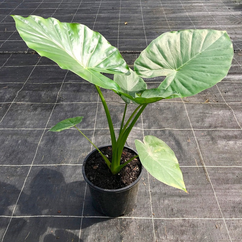 Calidora Alocasia