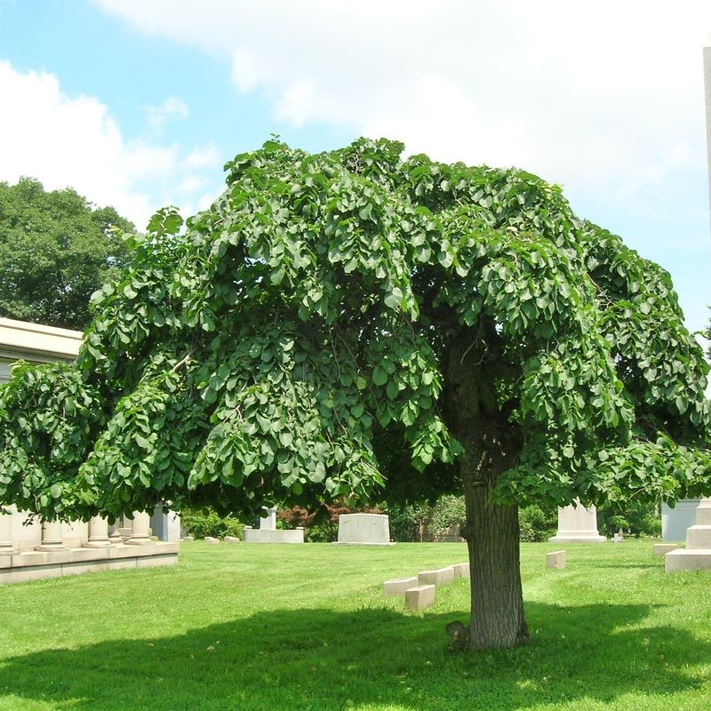 ELM CAMPERDOWN