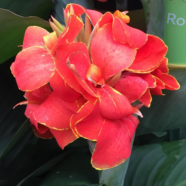 Canna - Red
