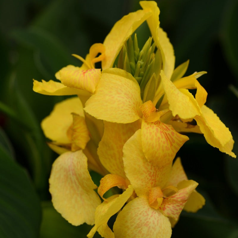 Canna - Yellow with Green Leaf