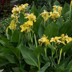 Canna - Yellow with Green Leaf
