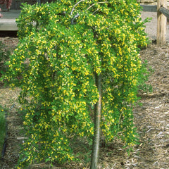 CARAGANA WEEPING