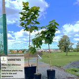 CATALPA NORTHERN