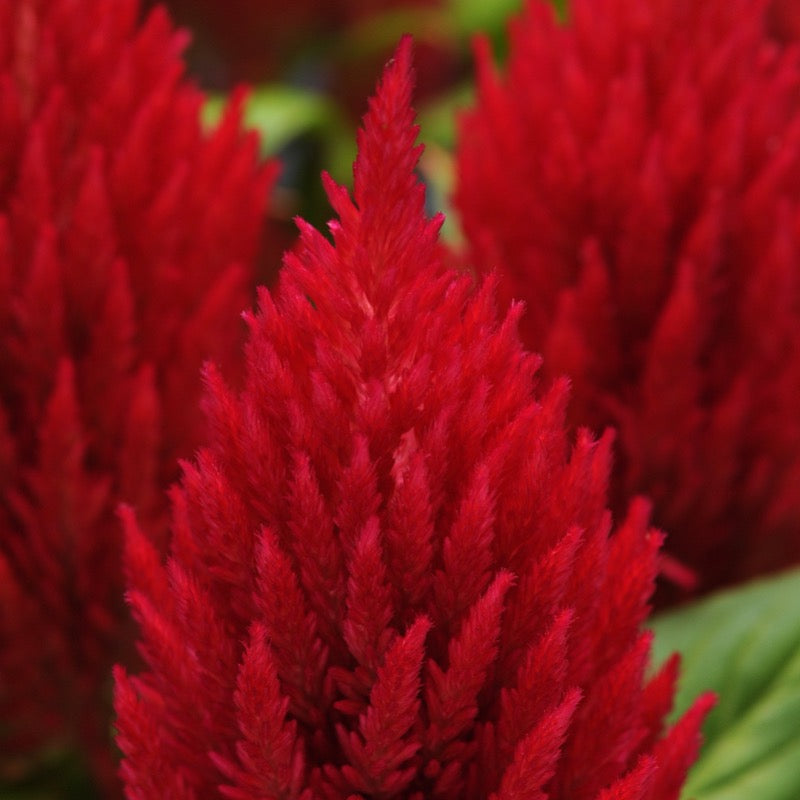 Celosia - Red