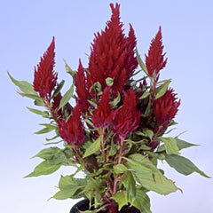 Celosia - Red