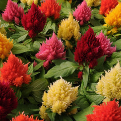 Celosia - Mix