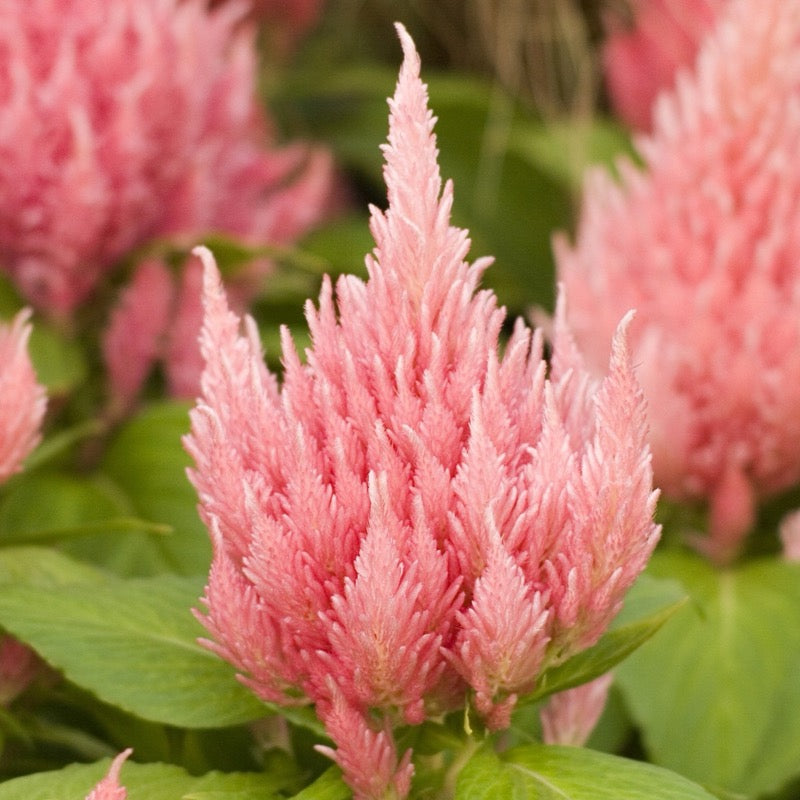 Celosia - Pink