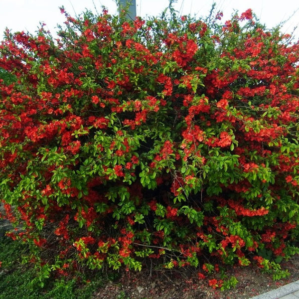 QUINCE TEXAS SCARLET