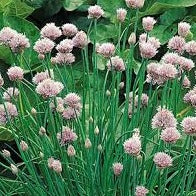 Chives - Onion