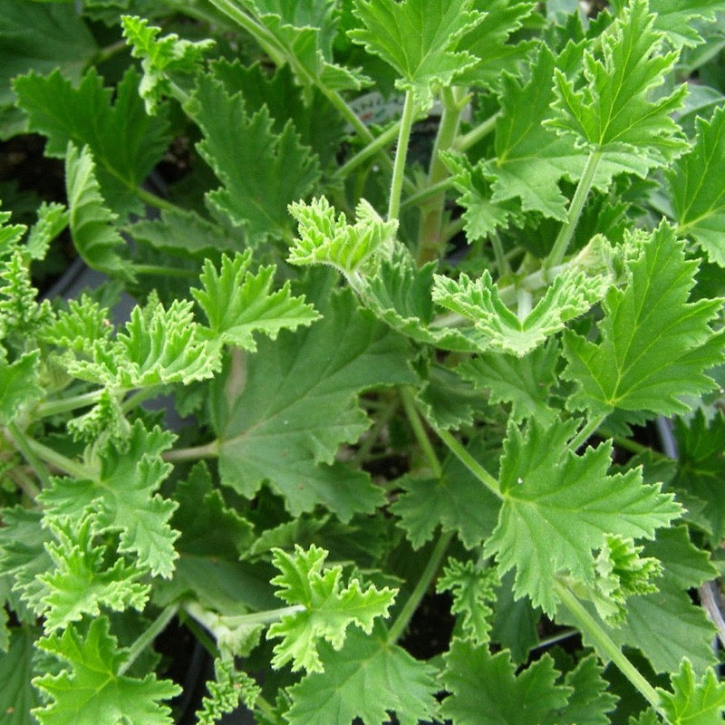 Geranium - Citronella