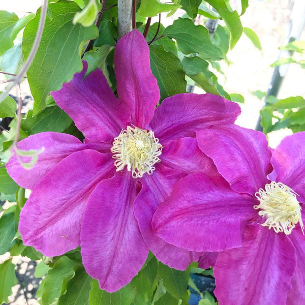 CLEMATIS VINO