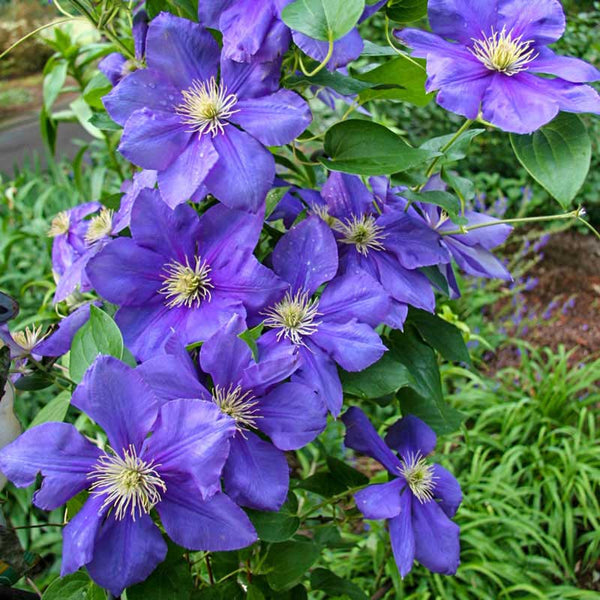 CLEMATIS GENERAL SIKORSKI