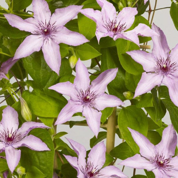 CLEMATIS MANON