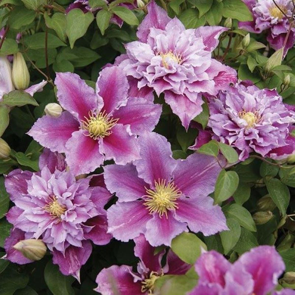 CLEMATIS PIILU