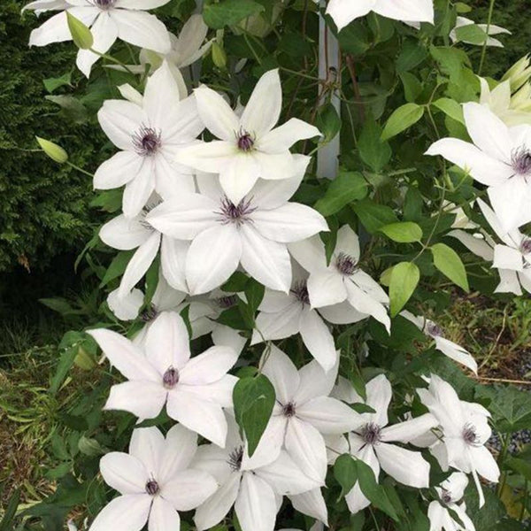 CLEMATIS TSUKIKO