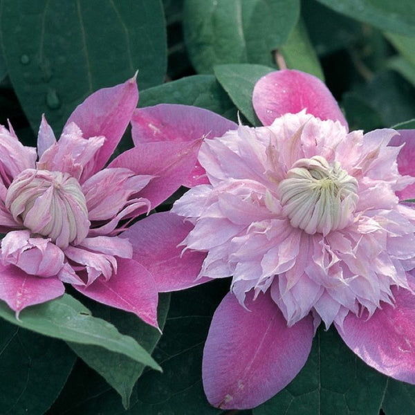 CLEMATIS JOSEPHINE